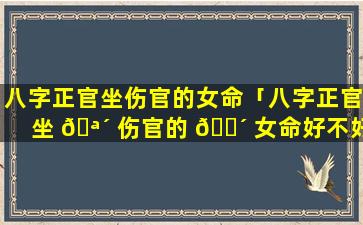 八字正官坐伤官的女命「八字正官坐 🪴 伤官的 🐴 女命好不好」